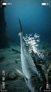 First person POV from a camera mounted on the back of a skate fish The top of the skate's flat head