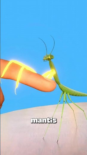 How a praying mantis actually grabs you 😨