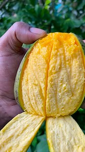 137K views · 2.5K reactions | best ripe mango省省cutting #mango #fruit #reel 省省 | fruits and nature | Facebook