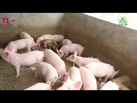 The Weaning Process (tips on piglets post weaning management