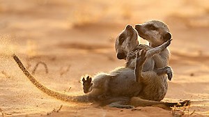 Watch Meerkat Manor: Rise of the Dynasty Season 1 Episode 1 - New Beginnings