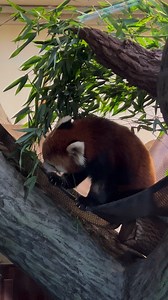 3.7K views · 260 reactions | Although classified as carnivores, red pandas mainly eat bamboo leaves. In fact, bamboo makes up about 95% of their diet. They have to eat a LOT of leaves because they can only digest about 24% of the bamboo they eat! | Henry Vilas Zoo | Facebook