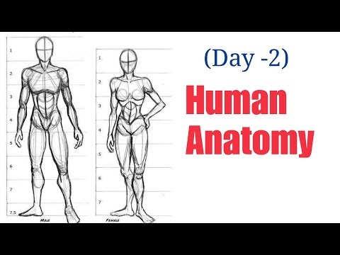 How to Draw Basic Human Figure (DAY 2) Step by Step