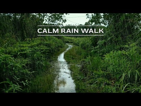 Rain Walk - Rural Forest Path with Small Lakes | Relaxing Nature Sounds