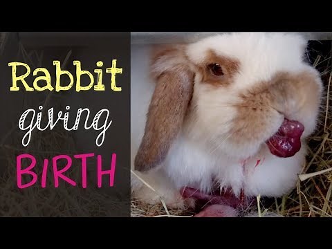 Holland Lop Rabbit Giving Birth