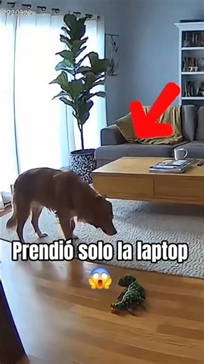 la laptop se prendió solo cuando el perro se quedó solo..