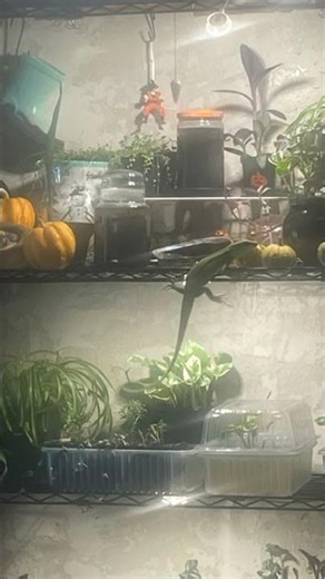 Lizard make love so hard, they say I’ve fallen and I can’t get up. 🤣🍕