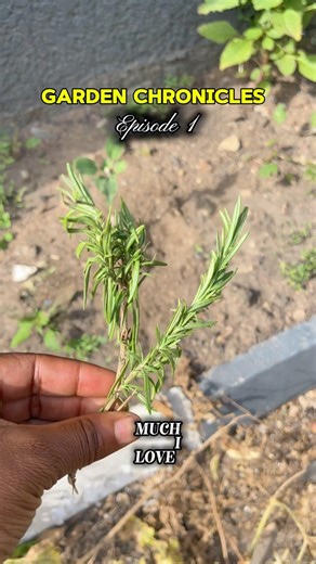 Let’s Build My Garden Together #garden #gardeningtips