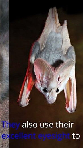 Mysterious Ghost Bat of Northern Australia