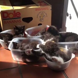 121K views · 337 reactions | The Curious Quokka on Reels | Facebook