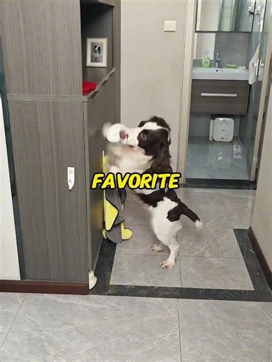 This is what peak dog training looks like 🐕🎯 #impressive #petskills