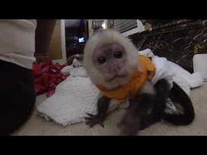 Baby Capuchin Monkey Playing!!