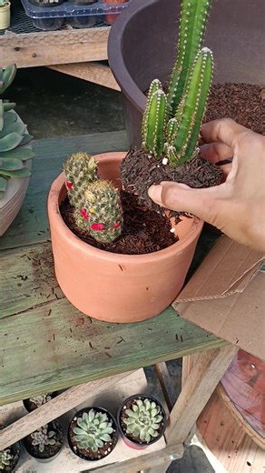 Growing and Caring for Beautiful Cacti 🌵❤️