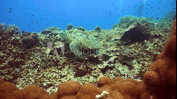 Sea green turtle lies on a coral reef. Underwater Scene Coral Reef. Sipadan, Malaysia.