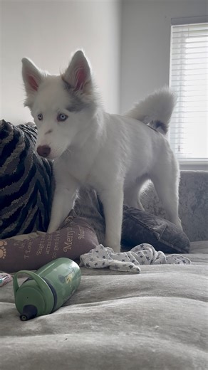 Huskies are so FUNNY!😂. Just been sent this of Ella/Nova one of Lola’s puppies. How cute is she!!!! I love seeing these kind of videos of them! She’s grown so much hasn’t she!! For sure has mum and dad’s personality. Huskies are the best doggos ever!😂. | Milperthusky