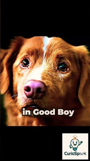 Good Boy Movie — Does the Dog Die? The Answer May Surprise You | #goodboy #foryou #movie #didyouknow