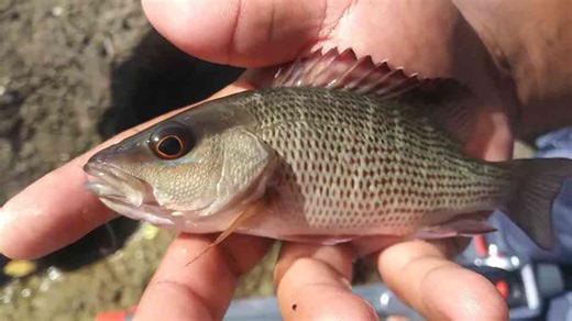 Can a toy rocket rod actually land ocean fish
