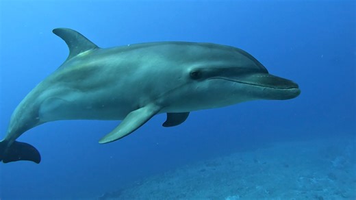 Here's a little "Dolphins Only" video showcasing how incredibly inquistive and friendly the pod of wild Bottlenose dolphins of Tiputa Pass in Rangiroa are. On all dives and snorkels today we had interactions with these wonderful creatures. The absolute best encounter was right at sunset when a large dolphin couldn't get close enough and kept coming back for more. #wildearthexpeditions #explore #frenchpolynesia #dolphins | Wild Earth Expeditions
