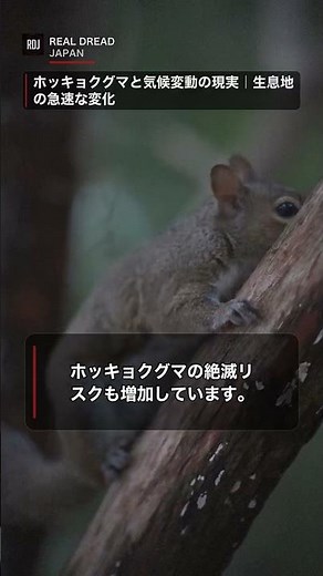 ホッキョクグマと気候変動の現実｜生息地の急速な変化と絶滅の危機