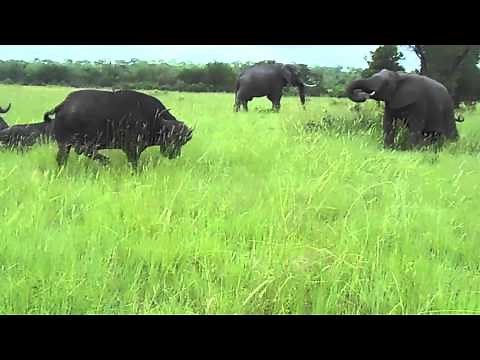 Elephant kicks a buffalo in the head