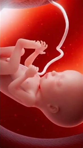 Fetal Development: A Stunning 3D Look at Life Before Birth" #fetalbrain