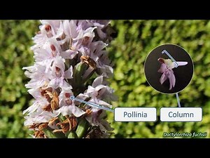 Orchidaceae - UK wildflowers - Five-minute families
