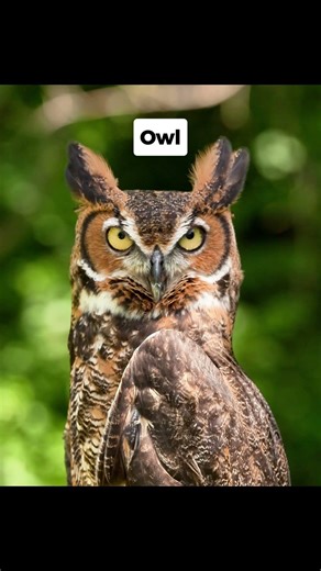 Animals That Look Scary When Wet