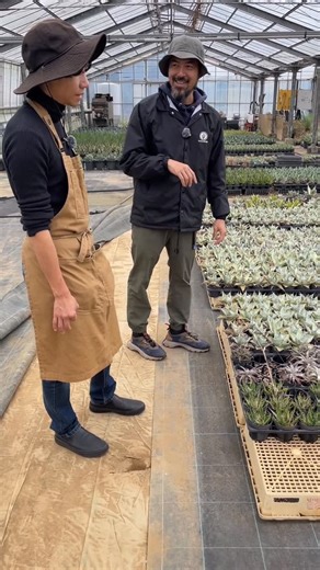 生きた土をつくる 花ごころ on Instagram: "YouTube配信しました。 今回は、アガベを知り尽くしたプロフェッショナル コバアミーゴさんに取材。 アガベの基本から育て方まで、 アガベって育てたいけど… 「アガベに室内向け、屋外向けがある」 って知ってましたか？😳 コバアミーゴさんに品種や特性についてお話しいただきました。 第二弾では、室内管理❗️ライト？についても 配信予定です。 https://youtu.be/mIzNbfpvit8?si=ez9KVerOSxa1PwL3 #花ごころ園芸チャンネル #アガベ #コバアミーゴ"