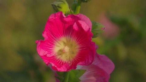 clip-3997804611-vibrant-pink-hollyhock-flowers-alcea-rosea-blooming
