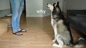 24K views · 1.1K reactions | Asking My Husky To Do Tricks! He Argues With Me! #smartdog #funnydog #talkingdog #sassydog #husky #cutedog #doglife #huskylove #siberianhusky #huskysiberiano #huskynation #dogtricks | The Husky Moon | Facebook
