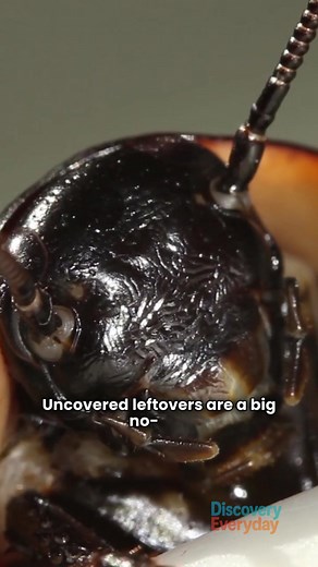 5 Foods Cockroaches LOVE in your kitchen! 😱 Must Throw Away NOW! 🗑️ | Discovery Everyday