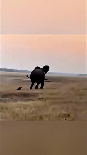 அழகான Honey badger |Do you know about this fearless honey badger?