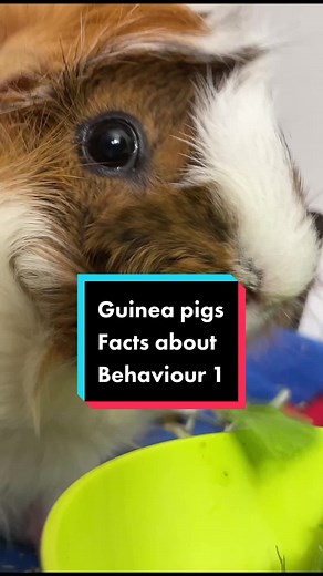 Understanding Guinea Pig Wheeking: Communication and Meaning Explained