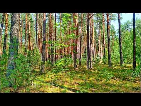 Soothing Spring Birdsong in the Forest🌿 Healing with Spring Birdsong