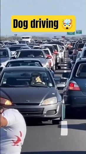 DOG DRIVING WITH SUNGLASSES 😳🐕🕶️ | Real Footage