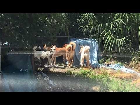 真夏の昼下がりの情事？１２匹の野良犬の群れの交尾に遭遇！