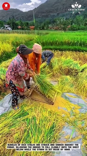 Traditional Rice Threshing by Hand: Separating Grains with Simple Tools in the Field