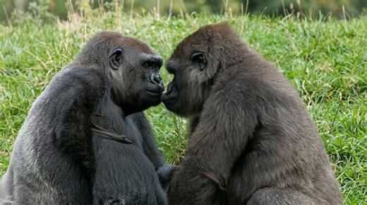 Watch what happens when two gorillas lock eyes in a tense dominance standoff