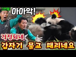 Everland Panda World 💢 Oh my gosh, Hui made a fuss and asked her sister to play with her.