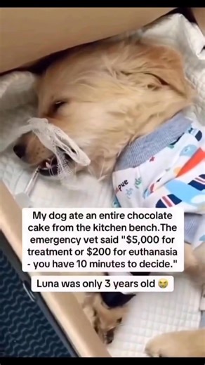 2.3K views · 239 reactions | Donation link below ⬇️ https://www.paypal.com/donate?hosted_button_id=XY32YB2QJFAGQ | Dogs love | Facebook