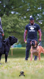 1.2M views · 27K reactions | Part 2 of Beefy Cane Corso vs Brave...