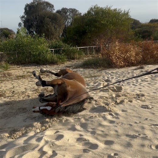 Living Legends on Reels