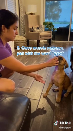 Teaching “paw” to a puppy 🐶 🤝#howto #puppytraining #dogtraining #talktoanimals #puppy #tech #pets #techpawlogy