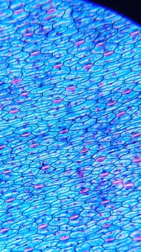 Stomata under microscope, how to see stomata in microscope, stomata #microscopicrecords
