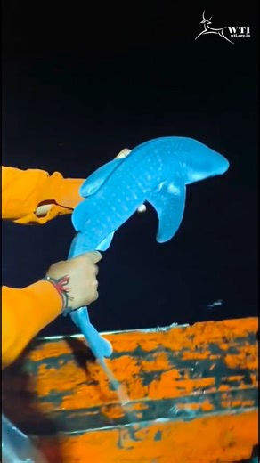 Wildlife Trust of India on Instagram: "Recently, a whale shark pup (neonate) was caught as accidental by-catch by fishers off the coast of Veraval #Gujarat. Thanks to the swift and compassionate action of local fishers, the net was cut, and the pup was safely released back into the sea. This marks the 19th pup sighting recorded under WTI’s Pan India Whale Shark Project in Gujarat. In collaboration with the @gujforestdept and with the support of @tata_chemicals, this initiative has inspired fishe