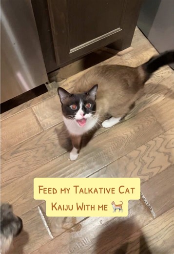 Hungry Siamese Cat Excited for Mealtime