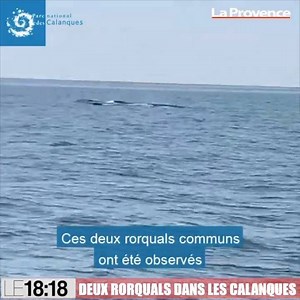 1.5M views · 39K reactions |  INCROYABLE !  Deux baleines ont été vues hier en face des calanques  Un effet du confinement ? | La Provence | Facebook
