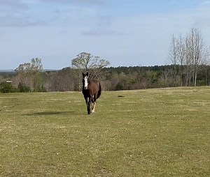 You know how I hate to brag about my animal magnetism 😎 (that’s a lie – I love to brag. 😜) Scott hasn’t even been here a week yet and he is already meeting me at the gate. 💕💕 That’s right! Another handsome, hunky horse to add to my love “stable.” (See what I did there? 😜) Don’t hate me because you ain’t me. 😎💋😂 | Frog Song Farm Sanctuary
