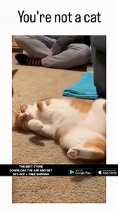 😂 i swear i watched this more than 100 time lol | Cat Addicted