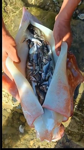 Shocking Squid Dissection Reveals Its Last Meal! 🐟 (FULL of Tiny Fish!) | Marine Mystery Uncovered